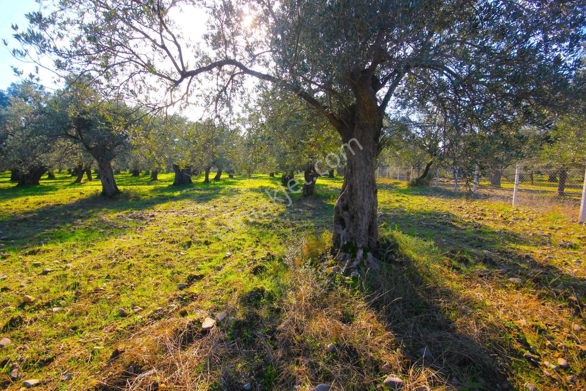 Aktif'ten Burhaniye Yunus Mahallesinde 993 M2 Verimli Satılık Zeytinlik - Görsel 16
