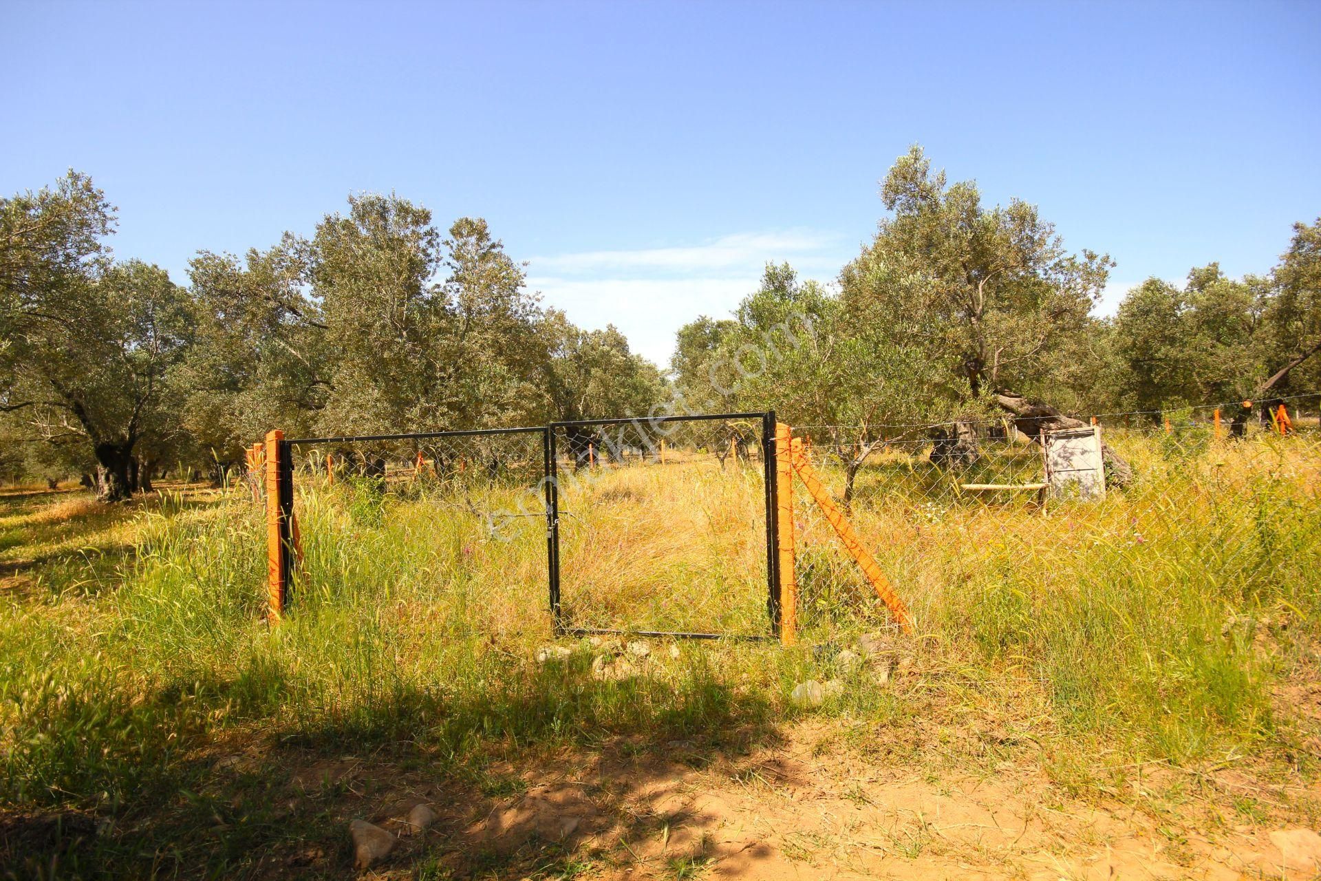 Aktif'ten Burhaniye Yunus Mahallesinde 993 M2 Verimli Satılık Zeytinlik - Görsel 20