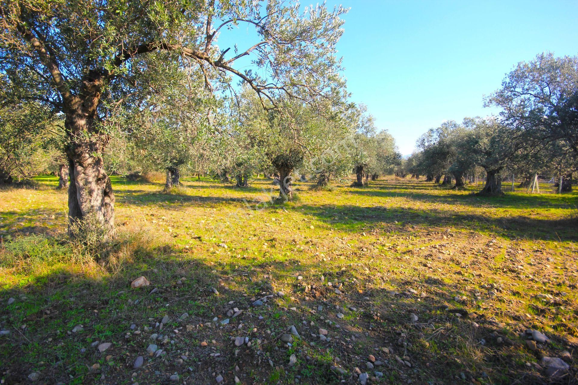 Aktif'ten Burhaniye Yunus Mahallesinde 993 M2 Verimli Satılık Zeytinlik - Görsel 17