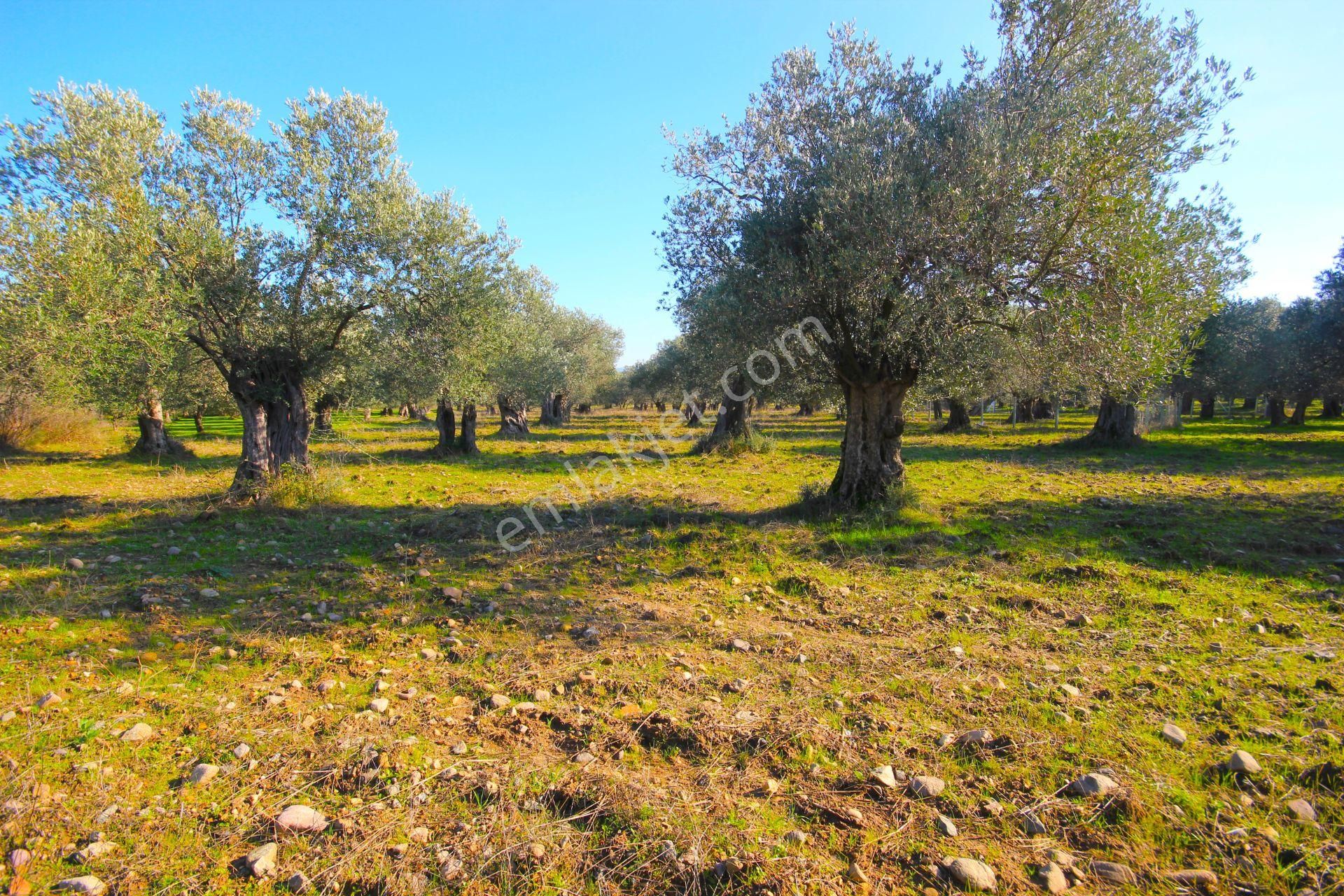 Aktif'ten Burhaniye Yunus Mahallesinde 993 M2 Verimli Satılık Zeytinlik - Görsel 10