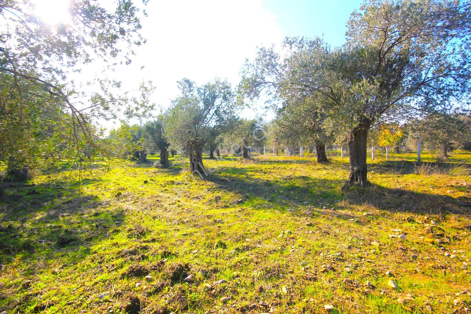 Aktif'ten Burhaniye Yunus Mahallesinde 993 M2 Verimli Satılık Zeytinlik - Görsel 31