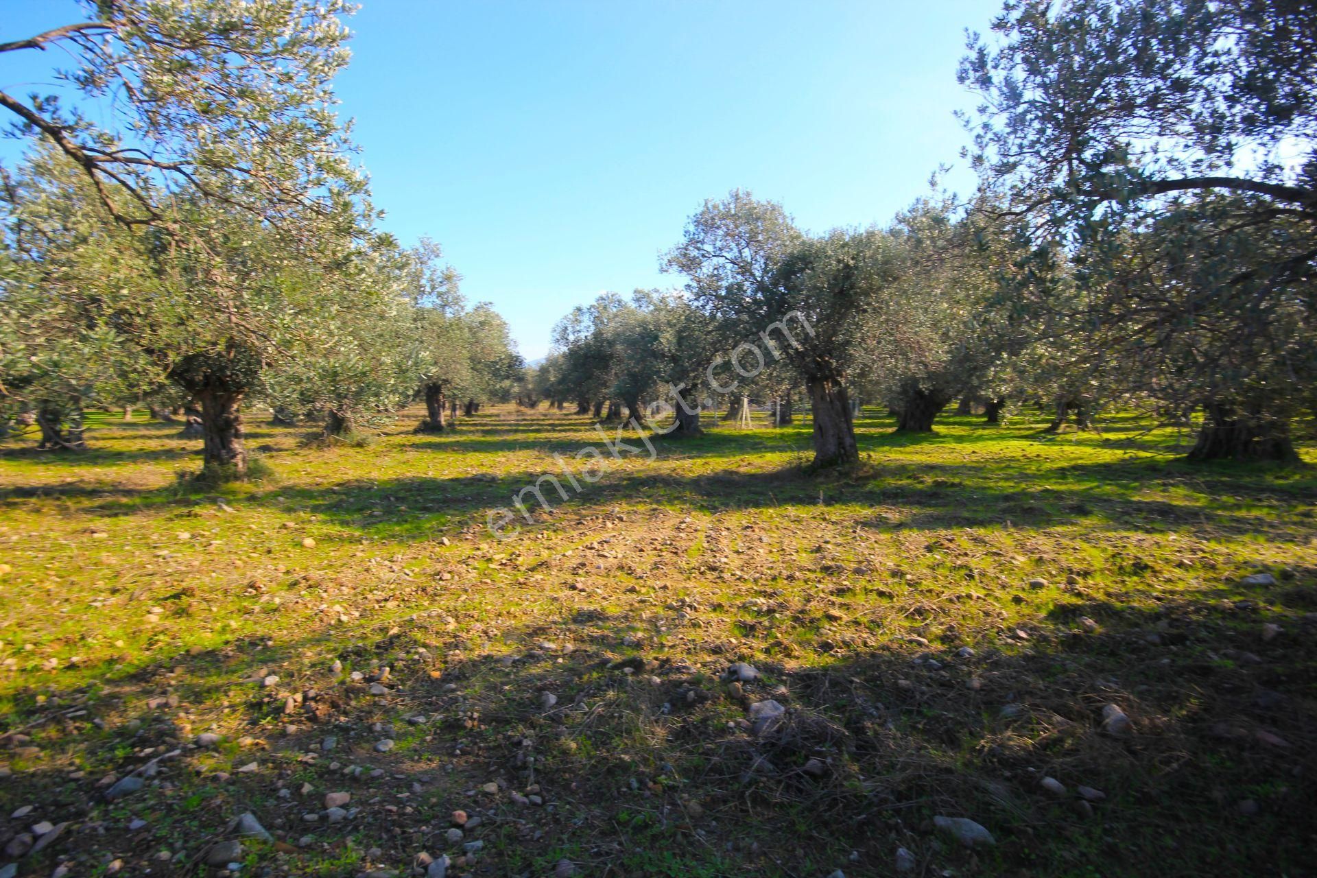 Aktif'ten Burhaniye Yunus Mahallesinde 993 M2 Verimli Satılık Zeytinlik - Görsel 18