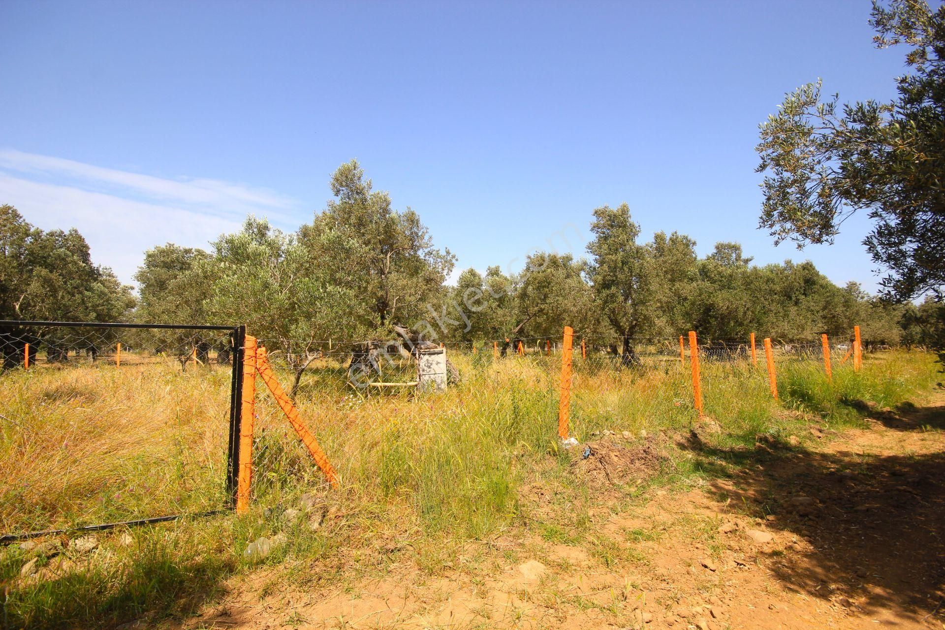 Aktif'ten Burhaniye Yunus Mahallesinde 993 M2 Verimli Satılık Zeytinlik - Görsel 22