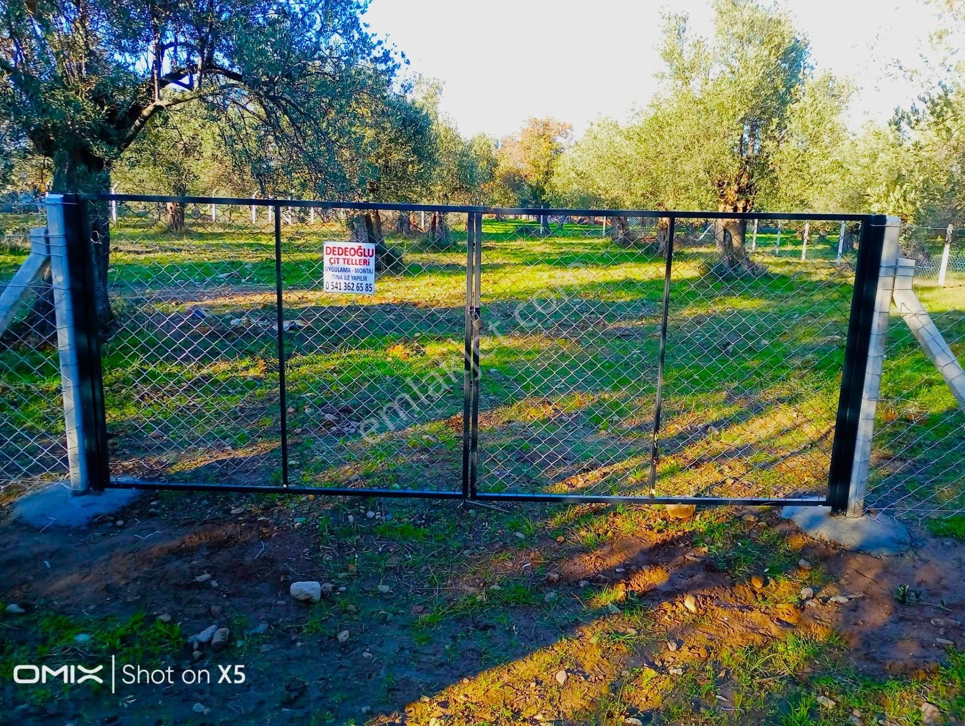 Aktif'ten Burhaniye Yunus Mahallesinde 993 M2 Verimli Satılık Zeytinlik - Görsel 29