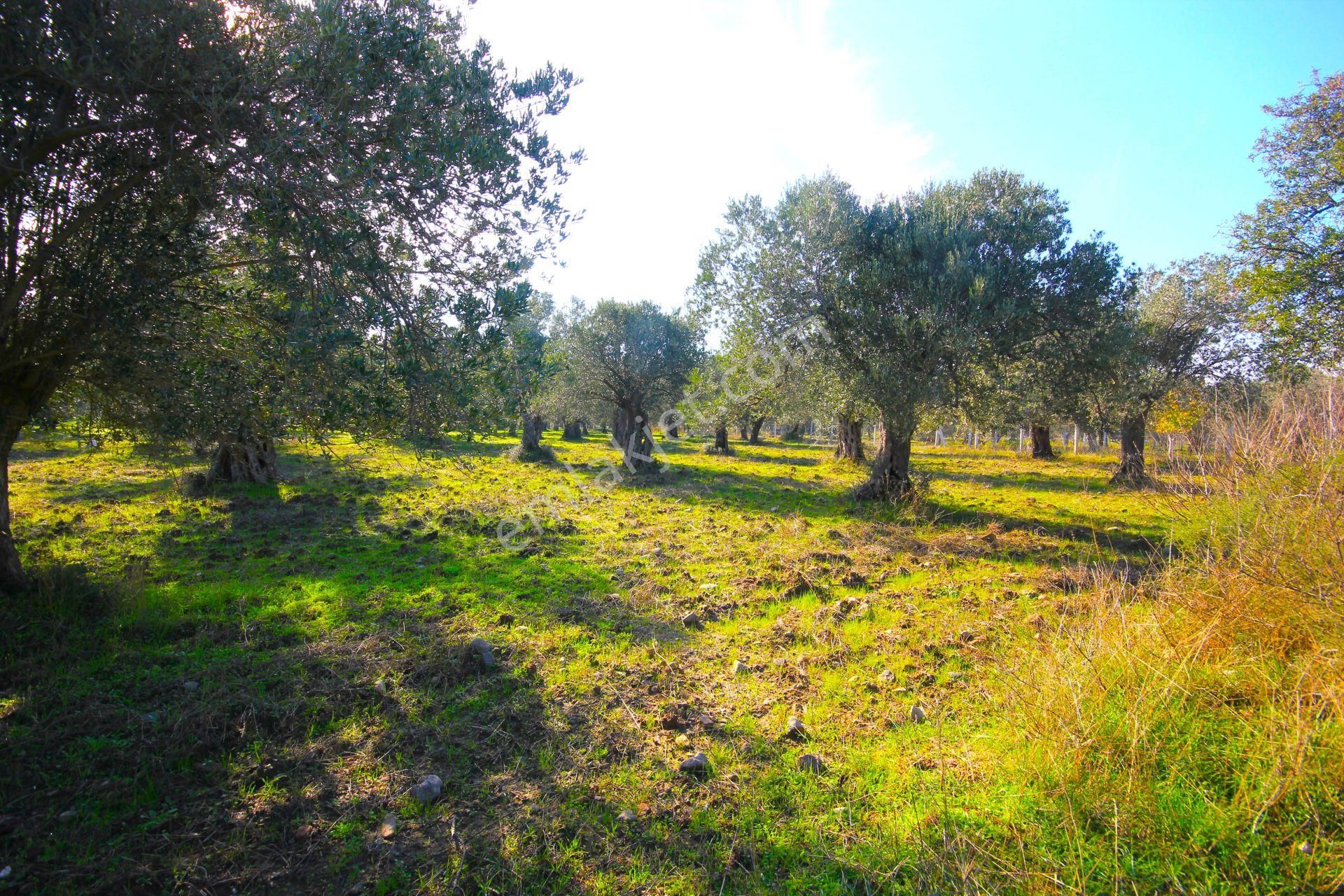 Aktif'ten Burhaniye Yunus Mahallesinde 993 M2 Verimli Satılık Zeytinlik - Görsel 3