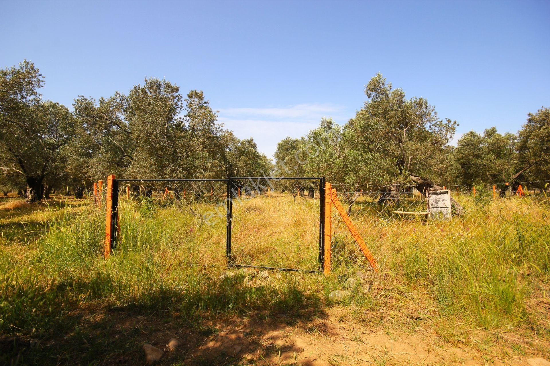 Aktif'ten Burhaniye Yunus Mahallesinde 993 M2 Verimli Satılık Zeytinlik - Görsel 21