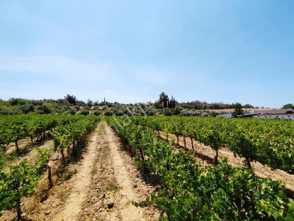 Yola Sıfır 9755m2 İmara Yakın Yola Cephesi 80 Metre - Görsel 2