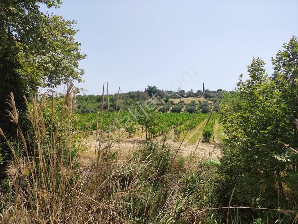 Yola Sıfır 9755m2 İmara Yakın Yola Cephesi 80 Metre - Görsel 9