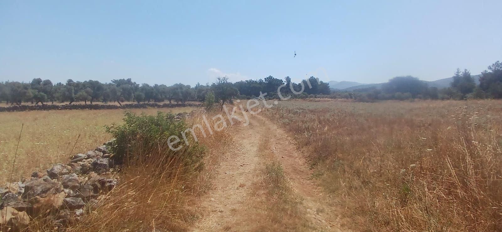 Bodrum Çamarası 5032 M2 Yola Cepheli Tarla - Görsel 14
