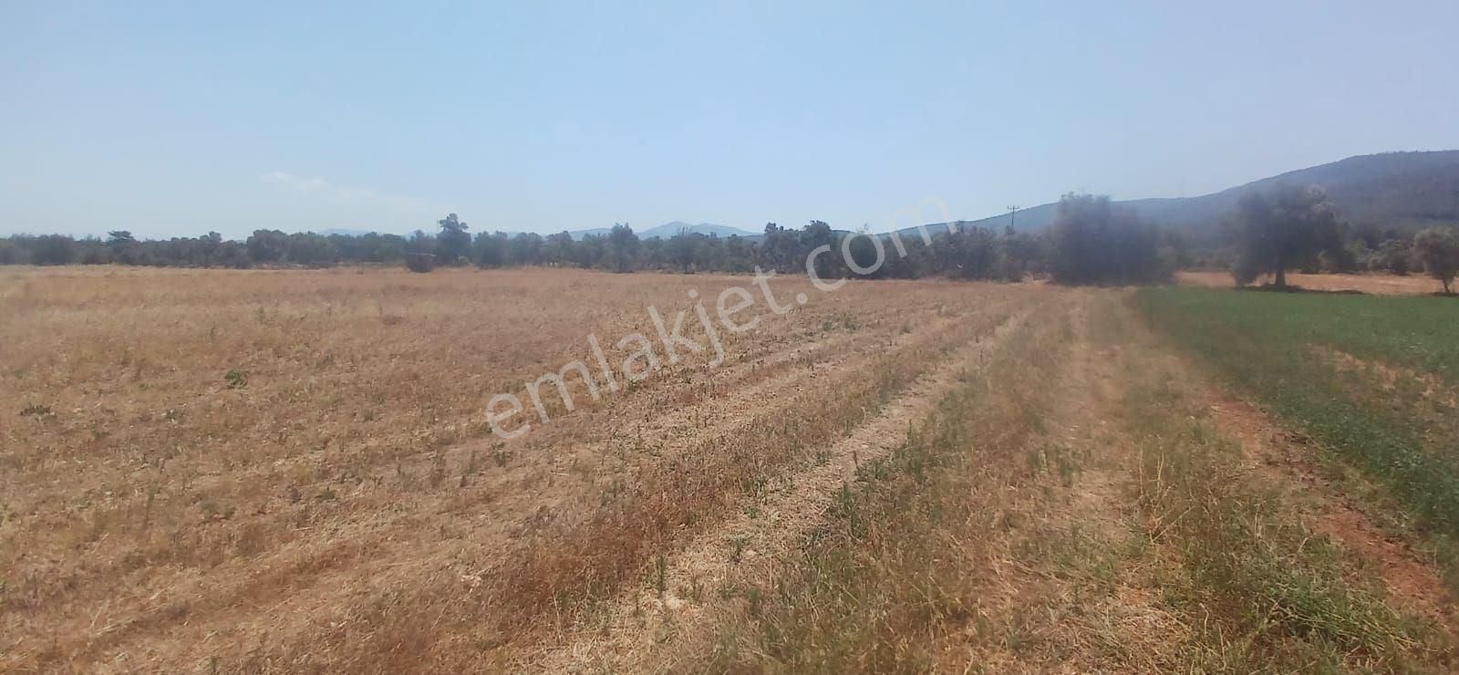 Bodrum Çamarası 5032 M2 Yola Cepheli Tarla - Görsel 15