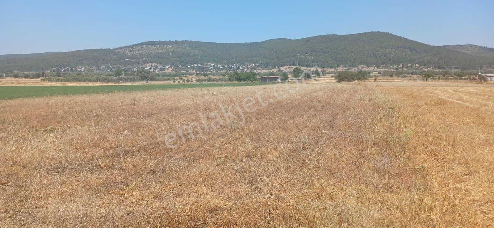 Bodrum Çamarası 5032 M2 Yola Cepheli Tarla - Görsel 23