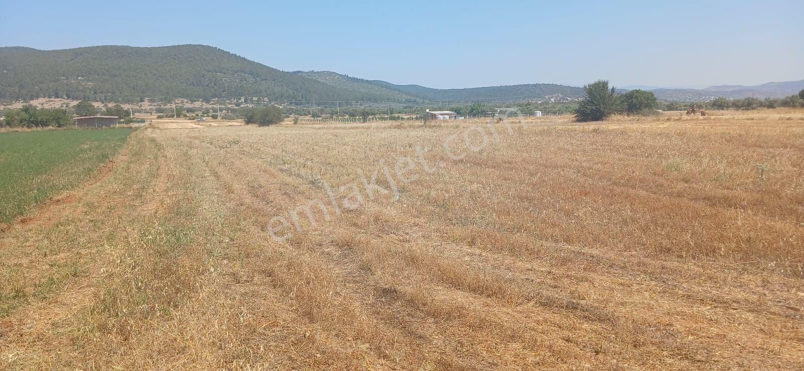 Bodrum Çamarası 5032 M2 Yola Cepheli Tarla - Görsel 20
