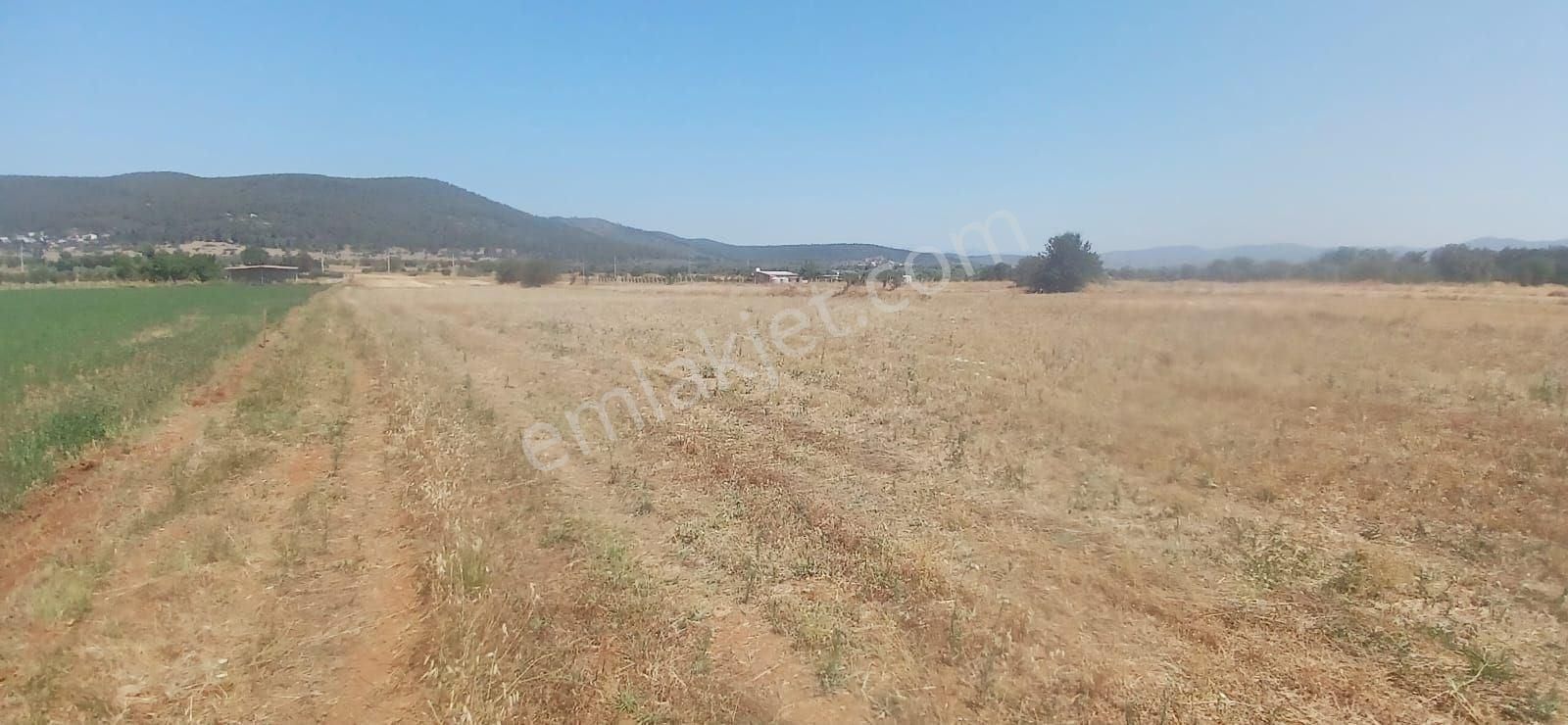 Bodrum Çamarası 5032 M2 Yola Cepheli Tarla - Görsel 16