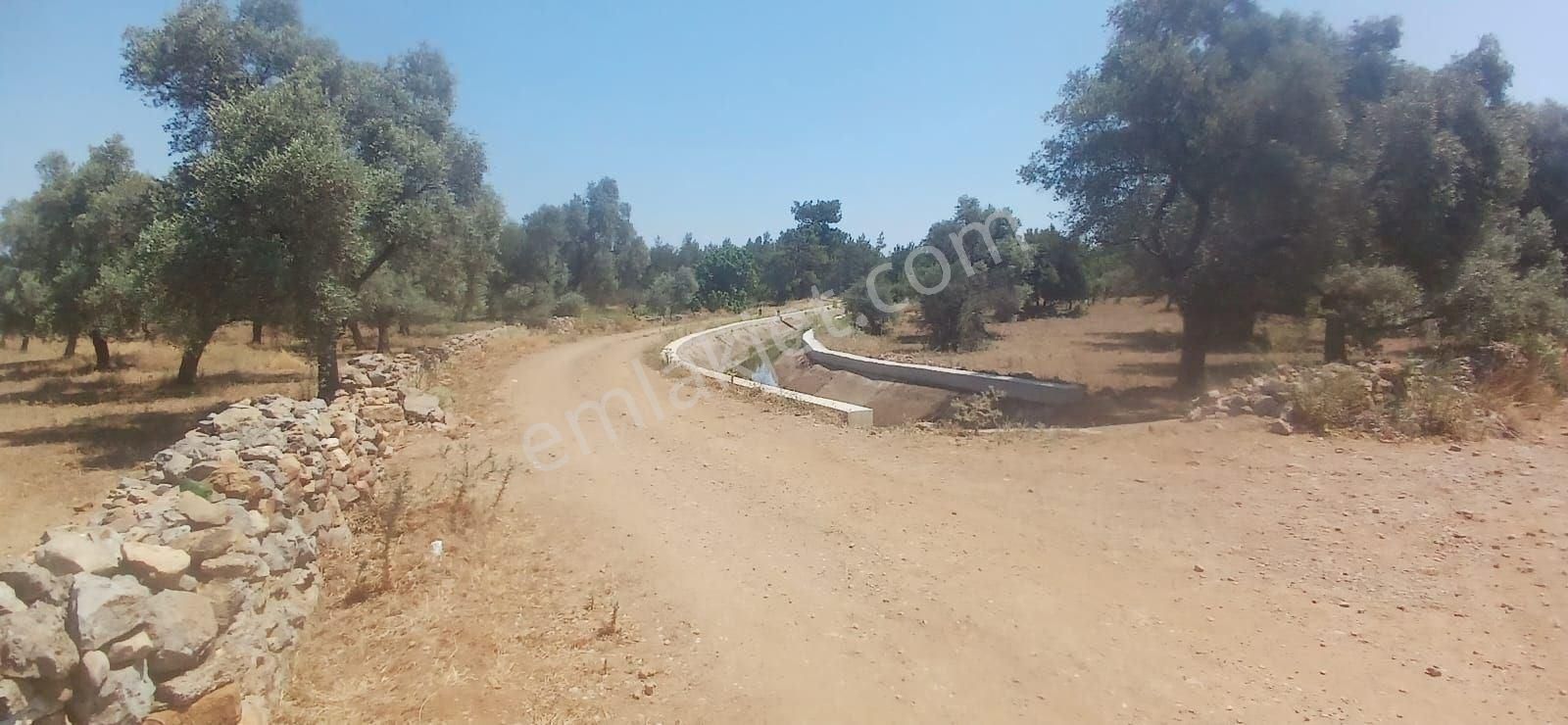 Bodrum Çamarası 5032 M2 Yola Cepheli Tarla - Görsel 12