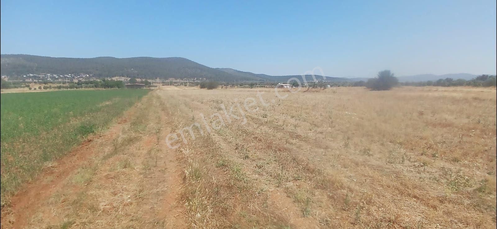 Bodrum Çamarası 5032 M2 Yola Cepheli Tarla - Görsel 7