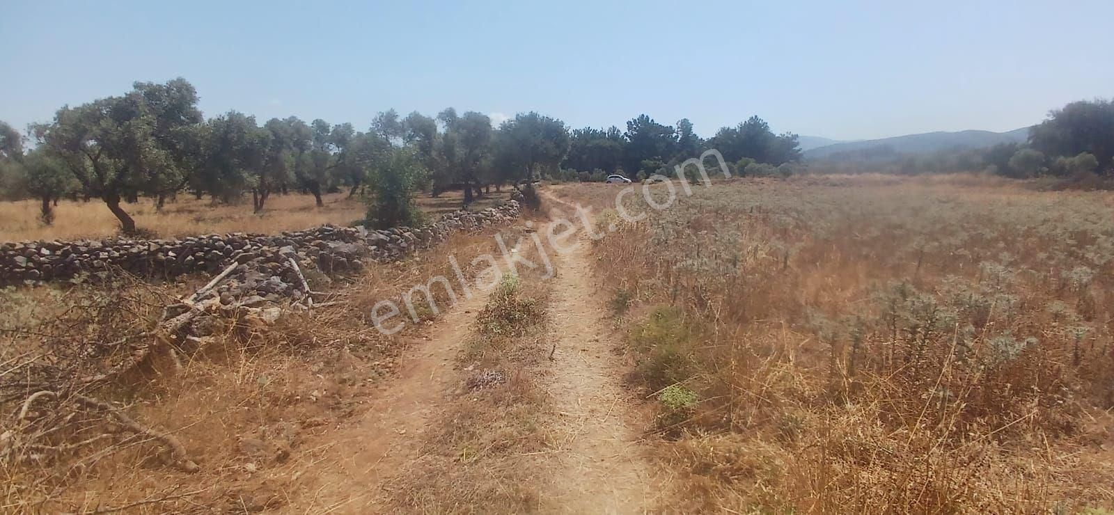 Bodrum Çamarası 5032 M2 Yola Cepheli Tarla - Görsel 13