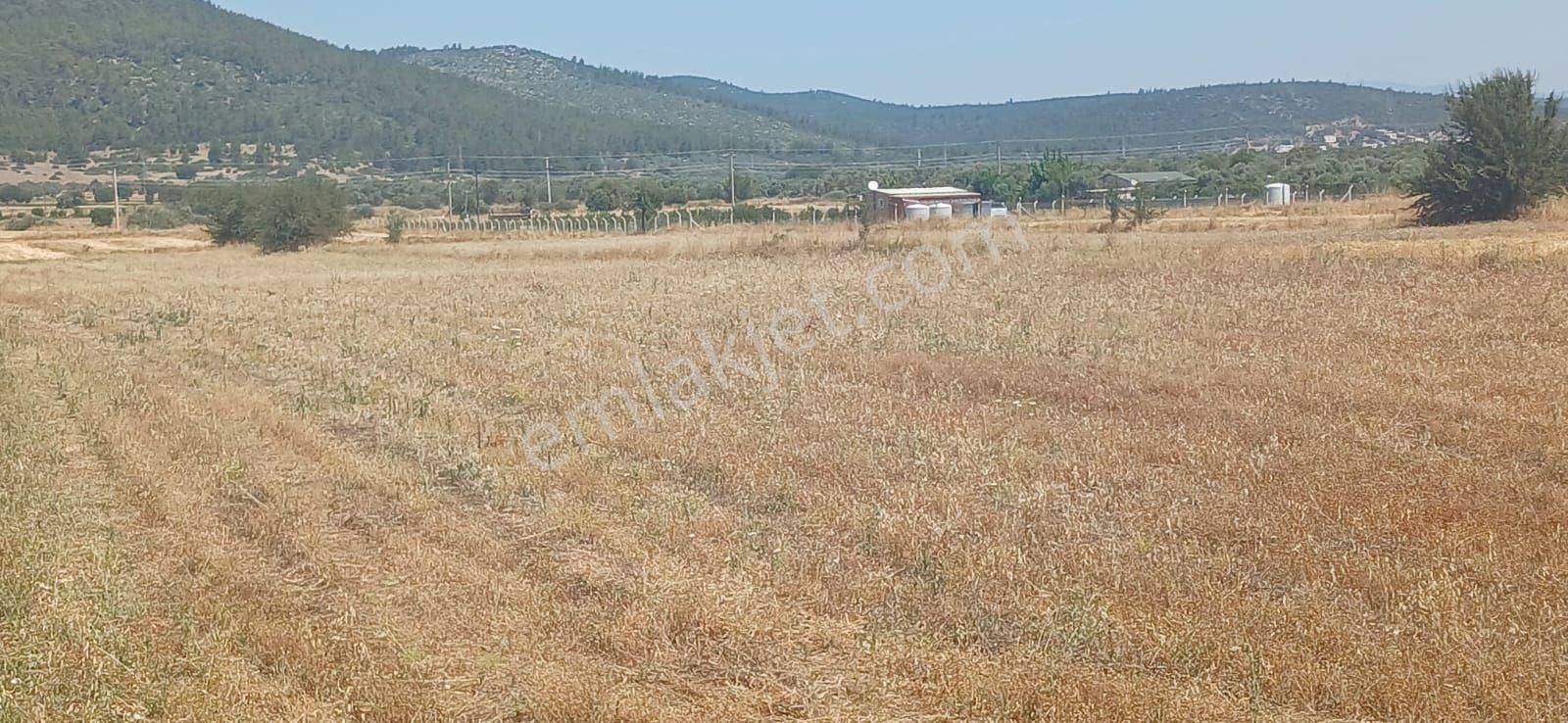 Bodrum Çamarası 5032 M2 Yola Cepheli Tarla - Görsel 2