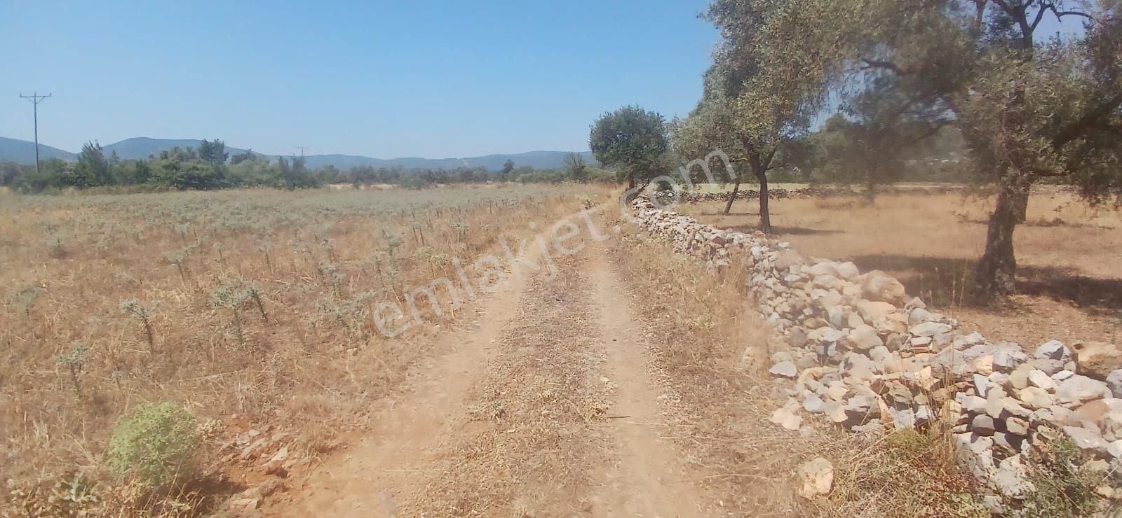 Bodrum Çamarası 5032 M2 Yola Cepheli Tarla - Görsel 11