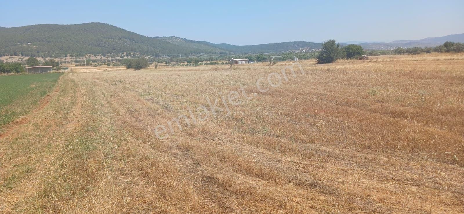 Bodrum Çamarası 5032 M2 Yola Cepheli Tarla - Görsel 18