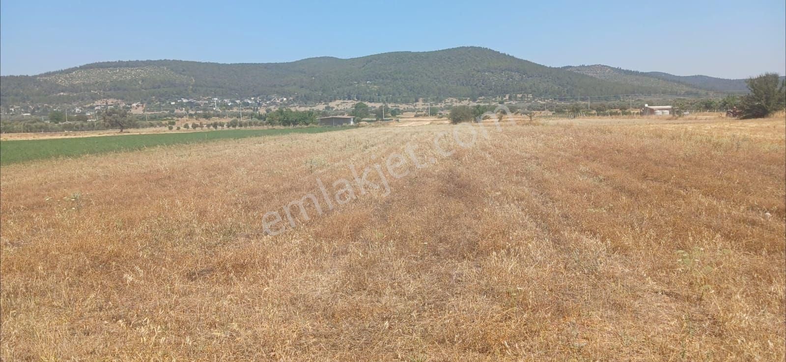 Bodrum Çamarası 5032 M2 Yola Cepheli Tarla - Görsel 10