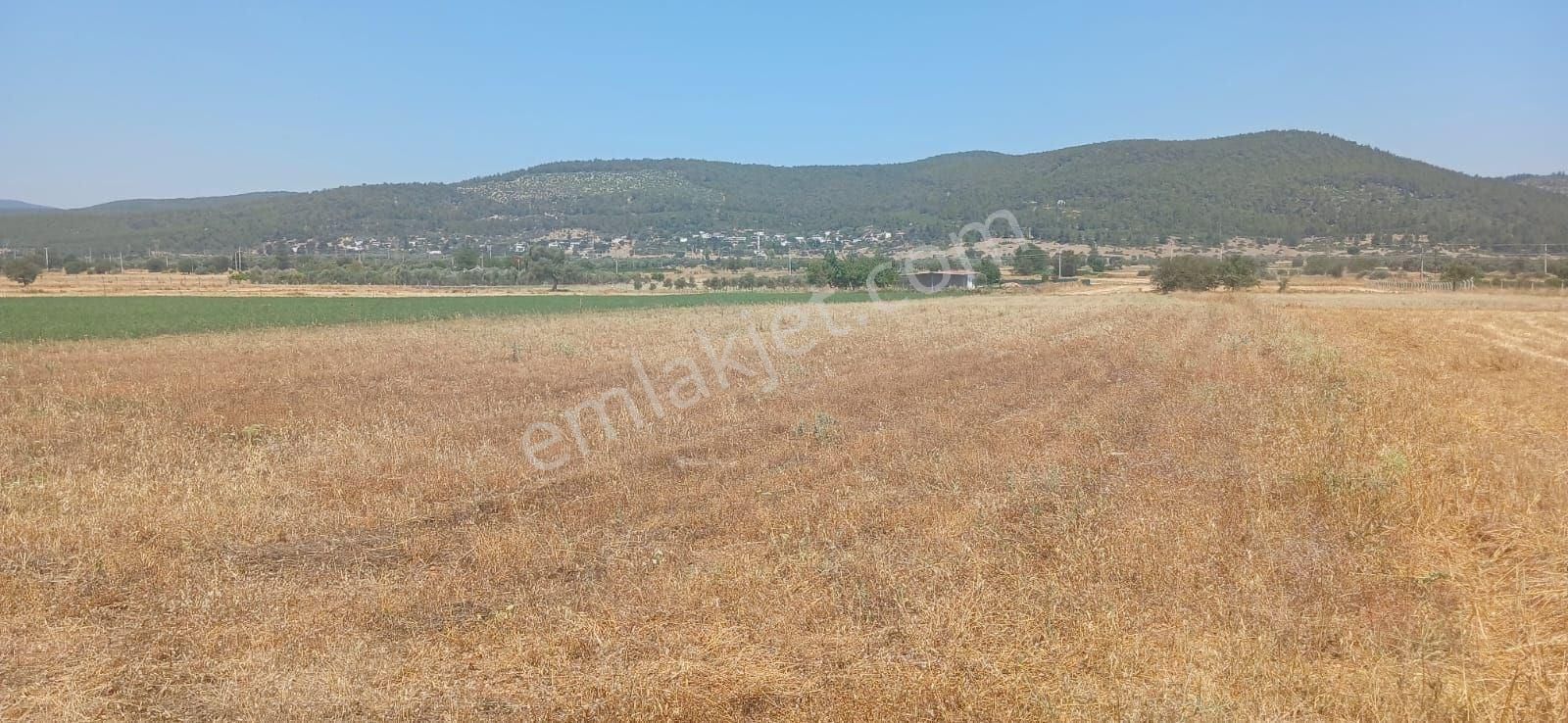 Bodrum Çamarası 5032 M2 Yola Cepheli Tarla - Görsel 24