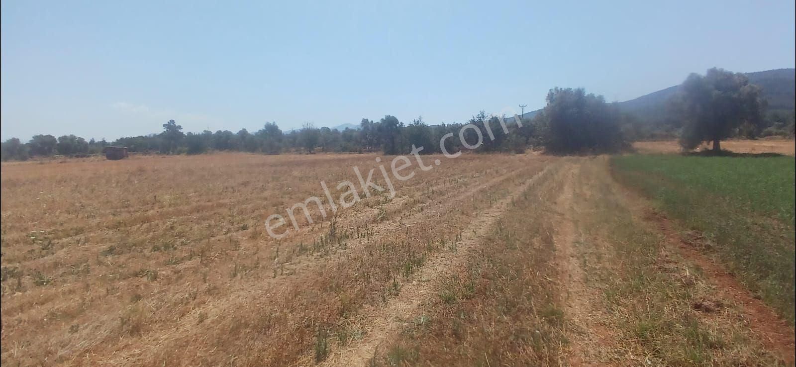 Bodrum Çamarası 5032 M2 Yola Cepheli Tarla - Görsel 5