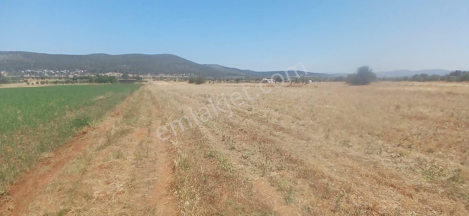 Bodrum Çamarası 5032 M2 Yola Cepheli Tarla - Görsel 17