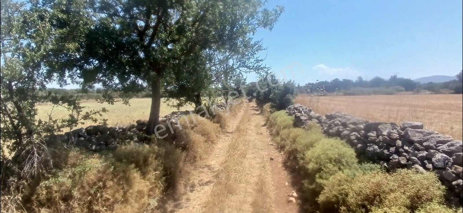 Bodrum Çamarası 5032 M2 Yola Cepheli Tarla - Görsel 3