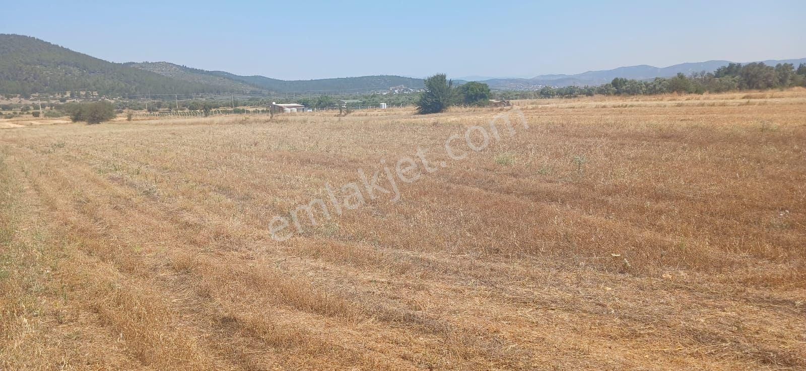 Bodrum Çamarası 5032 M2 Yola Cepheli Tarla - Görsel 21