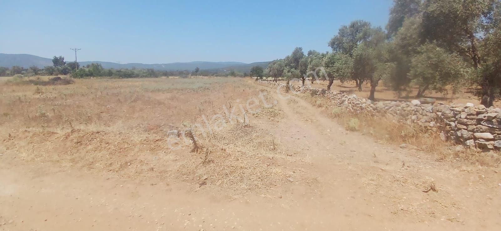 Bodrum Çamarası 5032 M2 Yola Cepheli Tarla - Görsel 9