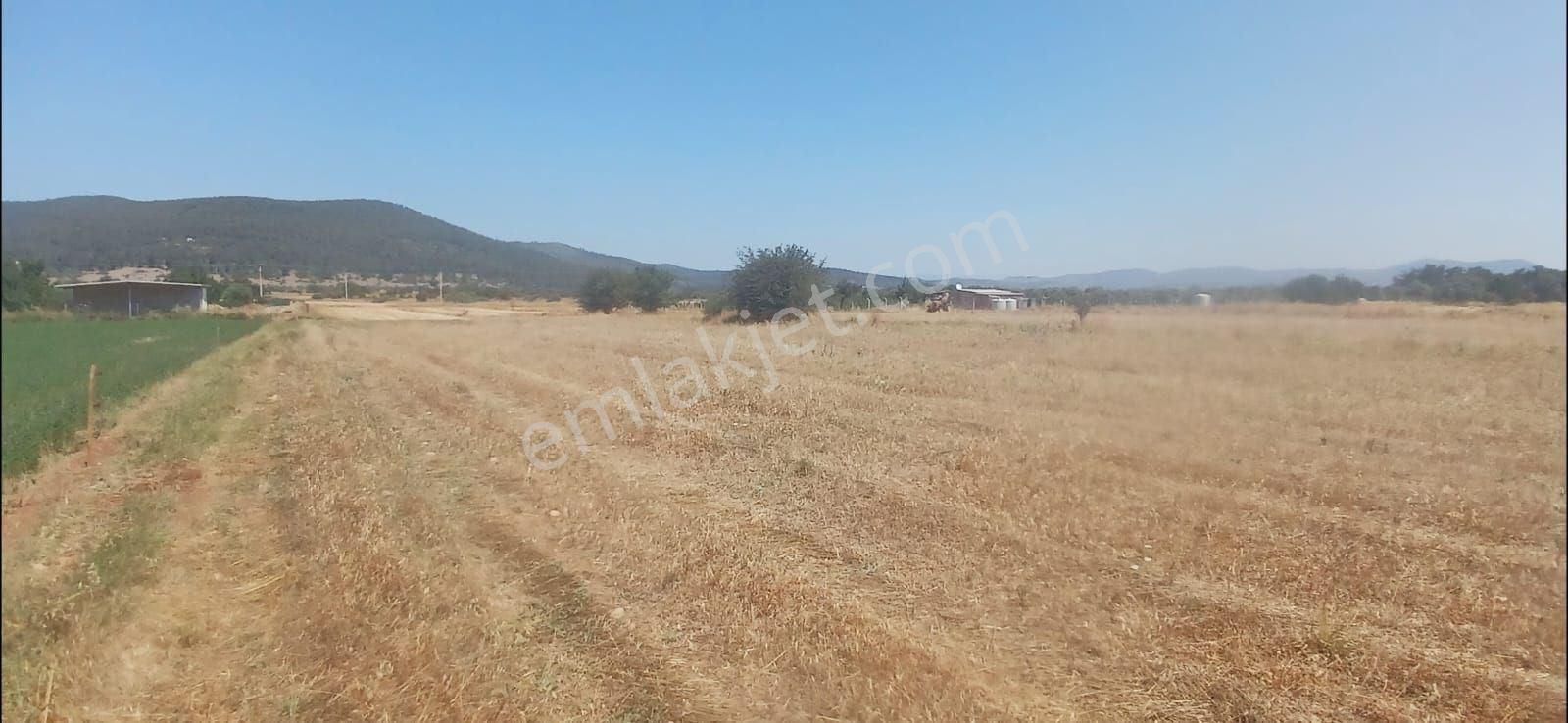 Bodrum Çamarası 5032 M2 Yola Cepheli Tarla - Görsel 4