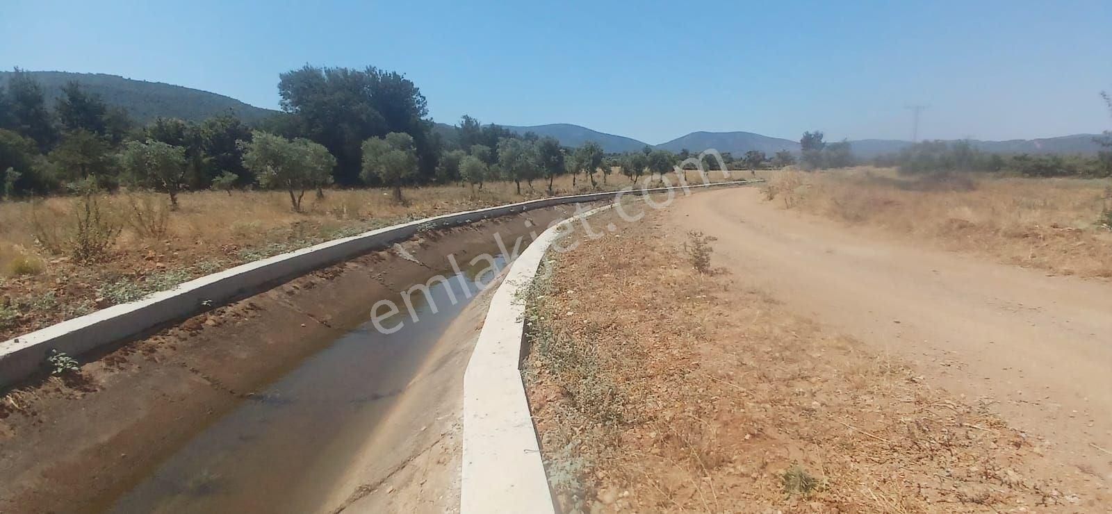 Bodrum Çamarası 5032 M2 Yola Cepheli Tarla - Görsel 8