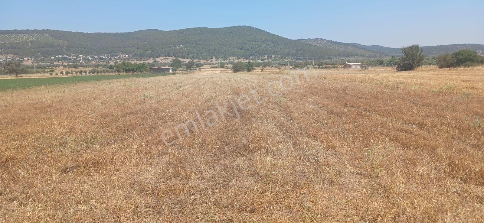 Bodrum Çamarası 5032 M2 Yola Cepheli Tarla - Görsel 19