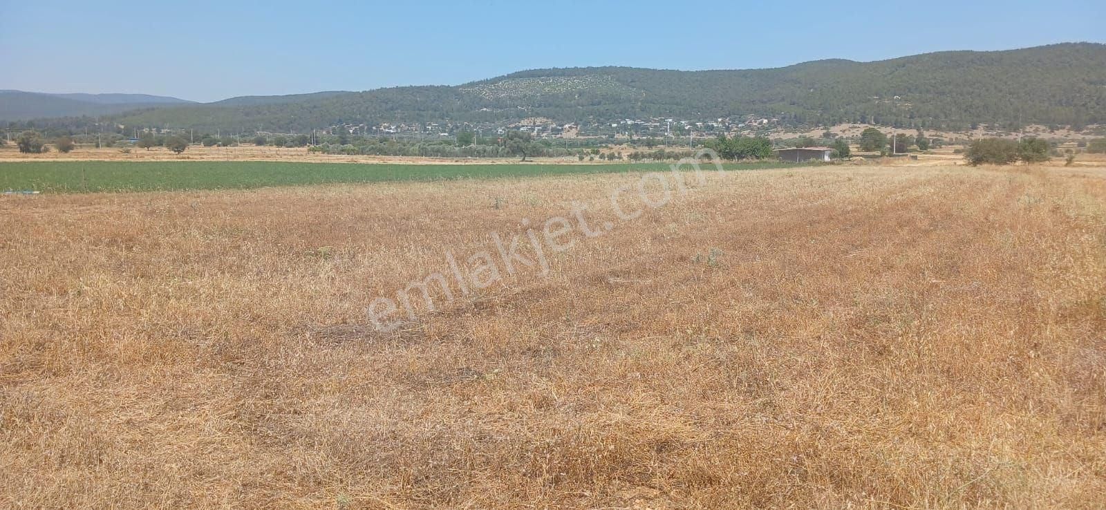 Bodrum Çamarası 5032 M2 Yola Cepheli Tarla - Görsel 22