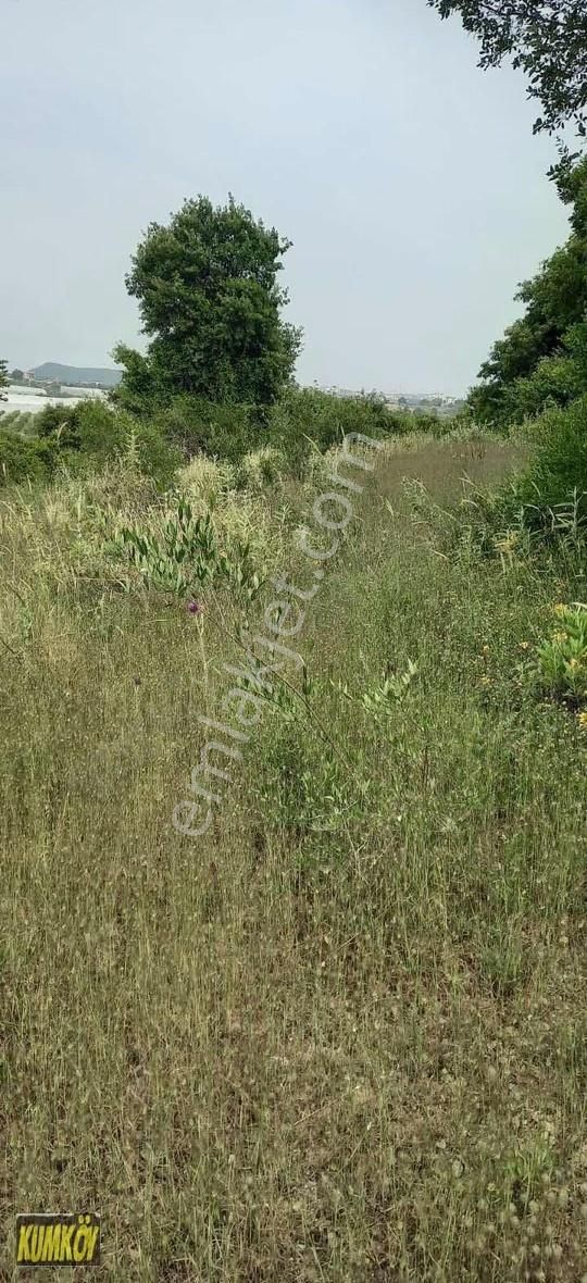 Tek Tapu Yolu Ve Suyu Olan Bahçe