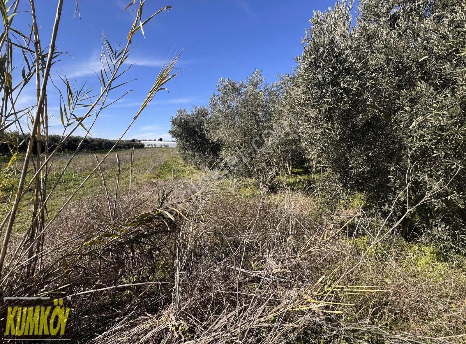 Gültepe Mah Taksim Sözleşmeli Ev Yapına Uygun Bahçe