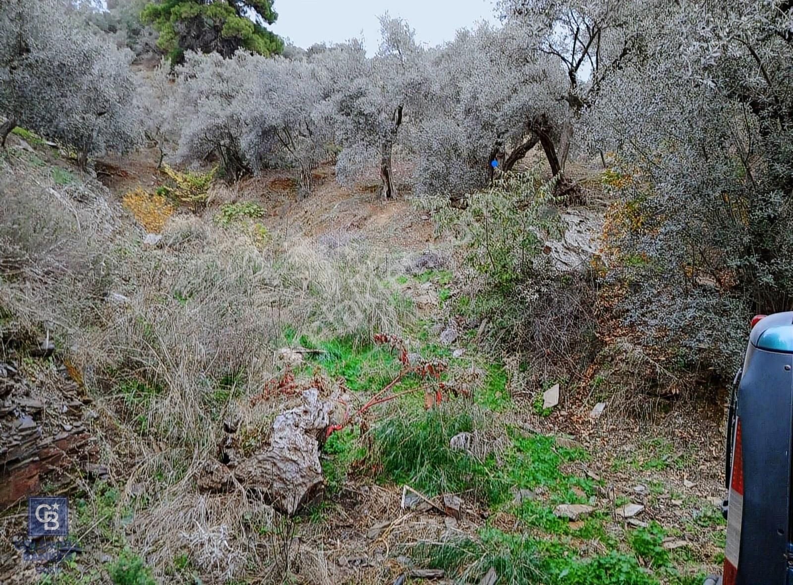 Bayındır Ergenli'de Satılık Tek Tapu Satılık 1144 Mt2 Zeytinlik - Görsel 18