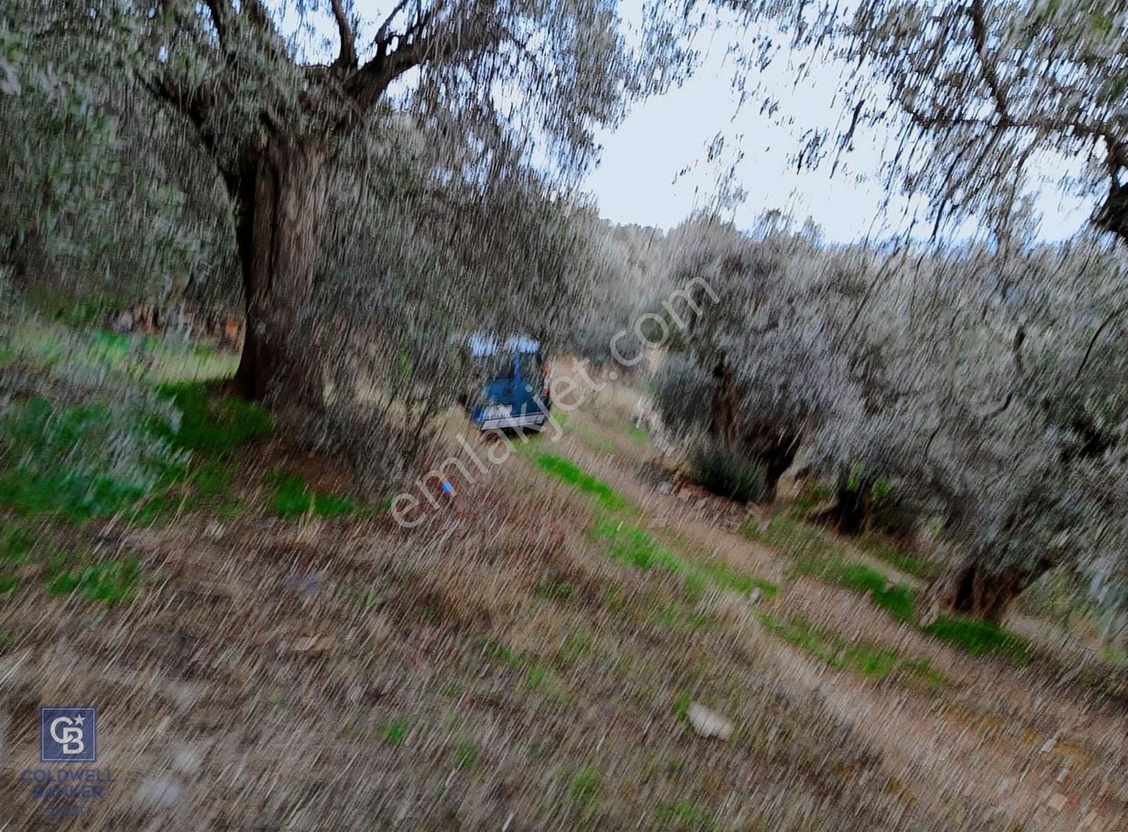 Bayındır Ergenli'de Satılık Tek Tapu Satılık 1144 Mt2 Zeytinlik - Görsel 7