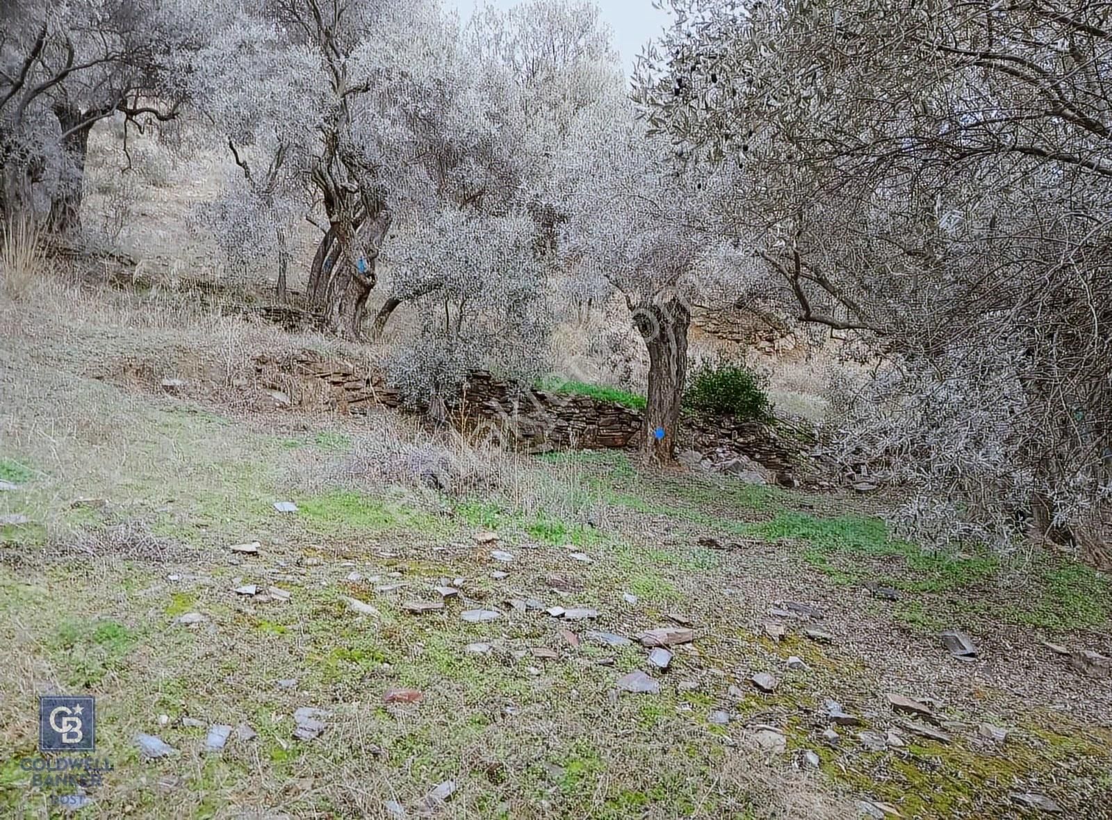 Bayındır Ergenli'de Satılık Tek Tapu Satılık 1144 Mt2 Zeytinlik - Görsel 3