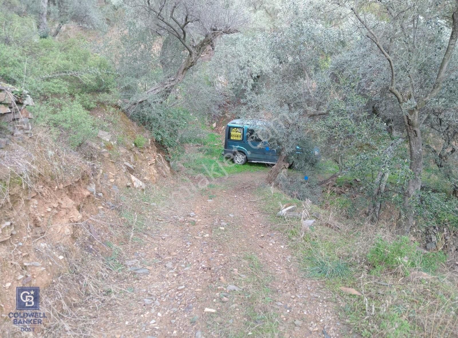 Bayındır Ergenli'de Satılık Tek Tapu Satılık 1144 Mt2 Zeytinlik - Görsel 16