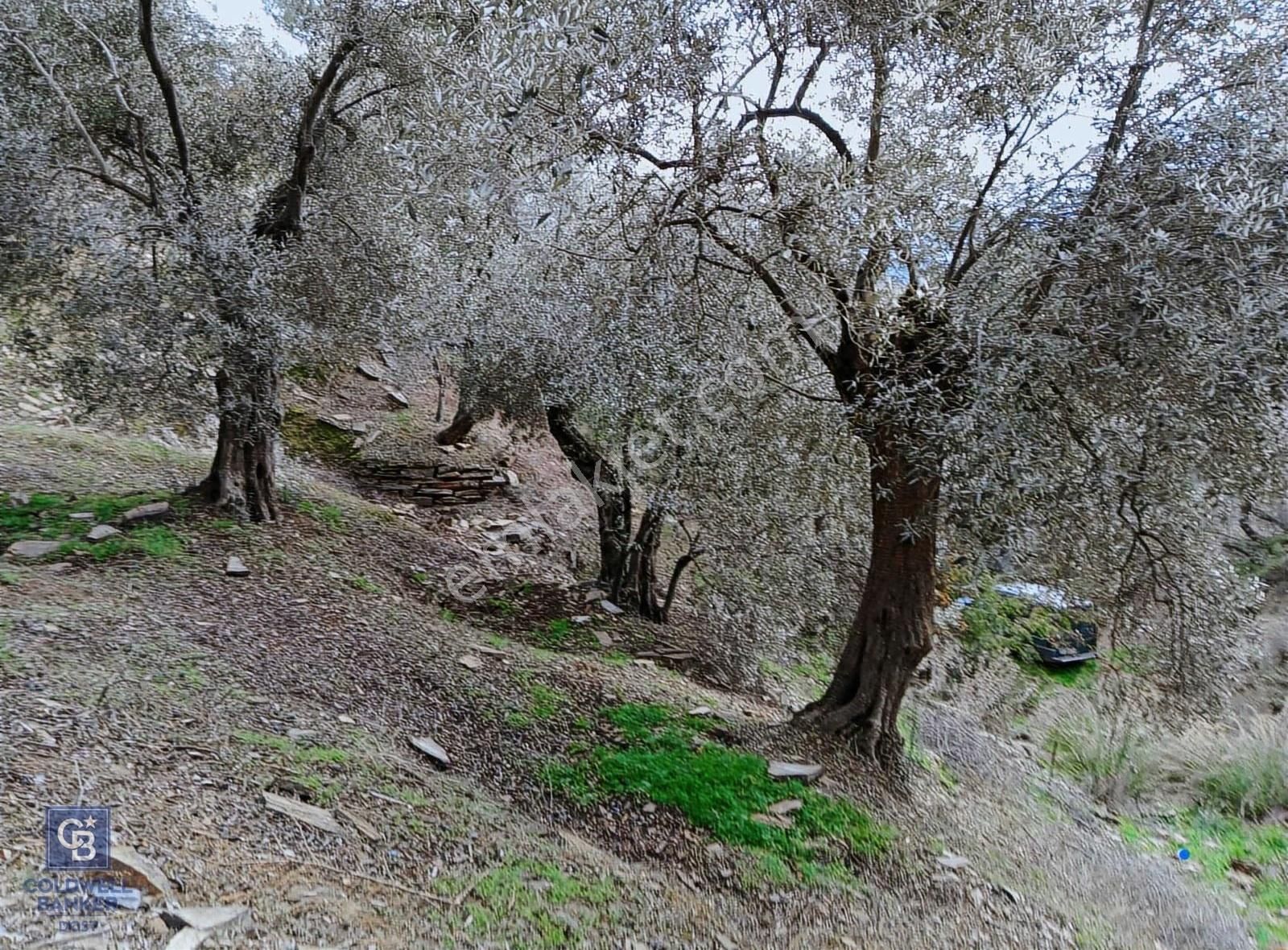Bayındır Ergenli'de Satılık Tek Tapu Satılık 1144 Mt2 Zeytinlik - Görsel 5