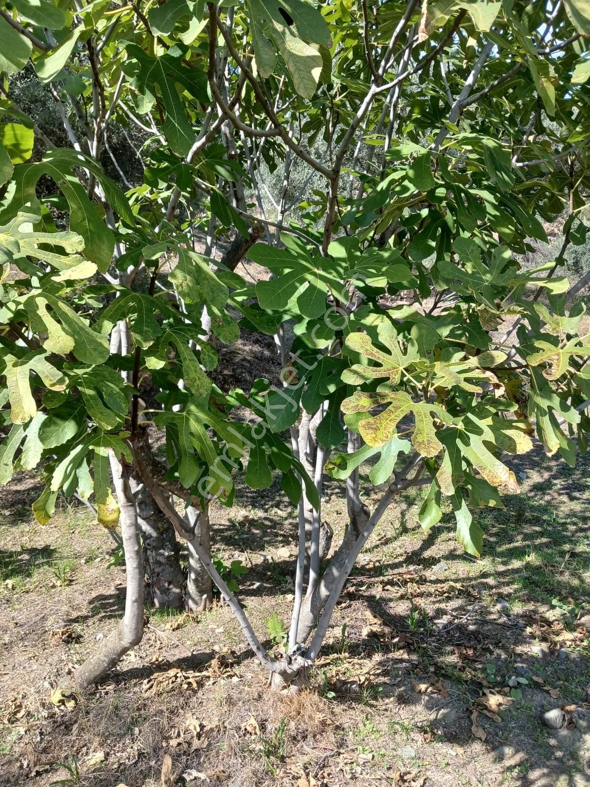 Aydın Sultanhisar İsabeyli Baraj Üzeri Satılık Fırsat Zeytinlik - Görsel 5