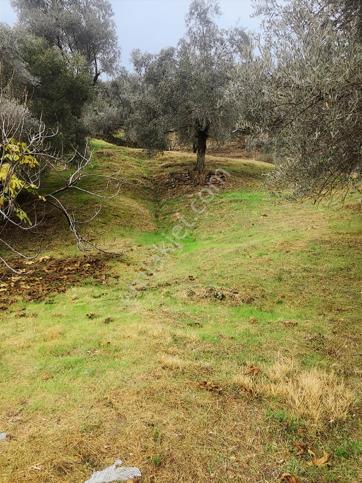 Aydın Sultanhisar İsabeyli Baraj Üzeri Satılık Fırsat Zeytinlik - Görsel 10