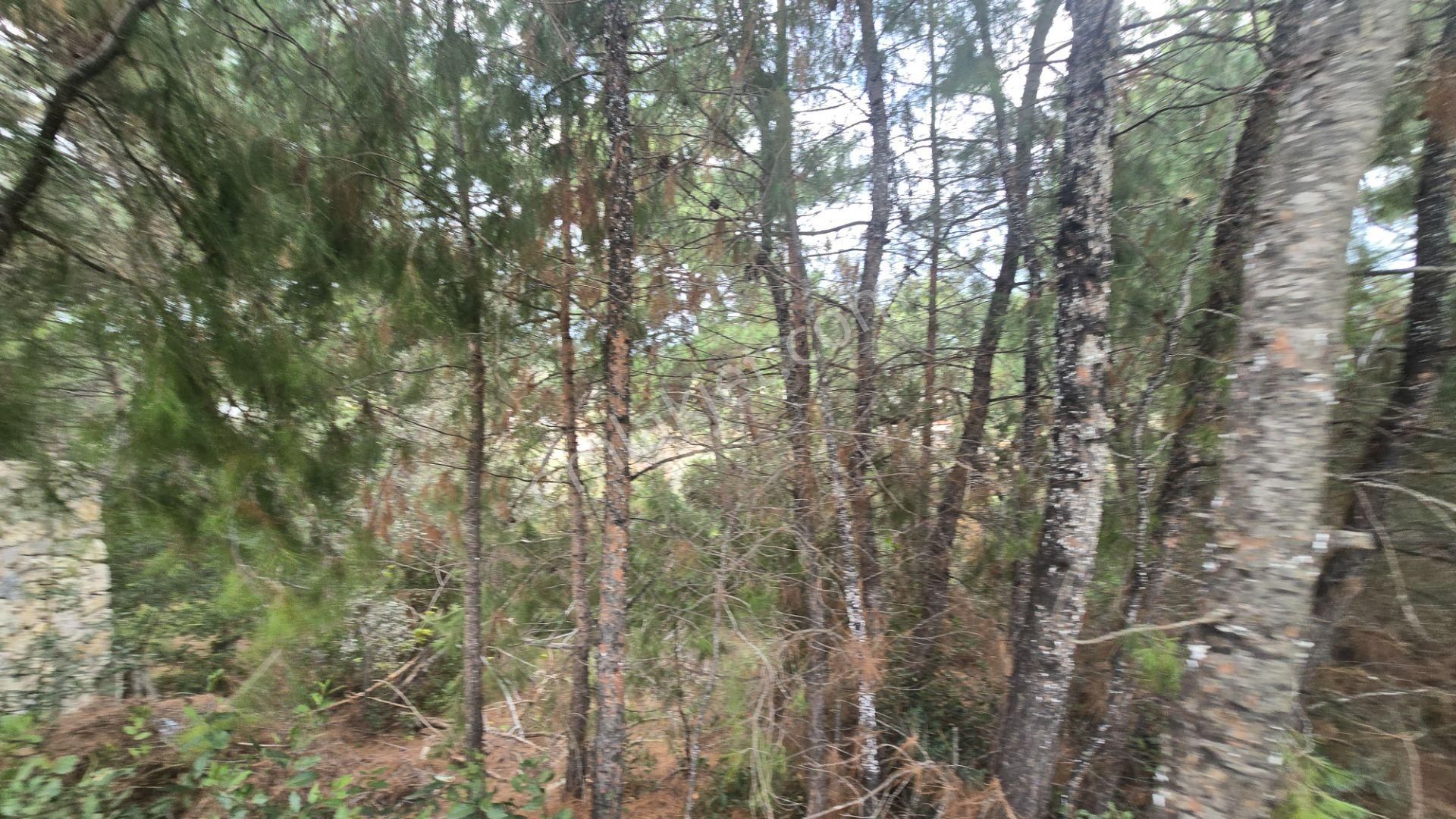 Urla Yelaltı’nda Deniz Manzaralı, Lüks Villalar Arasında Özel Tarla - Görsel 29