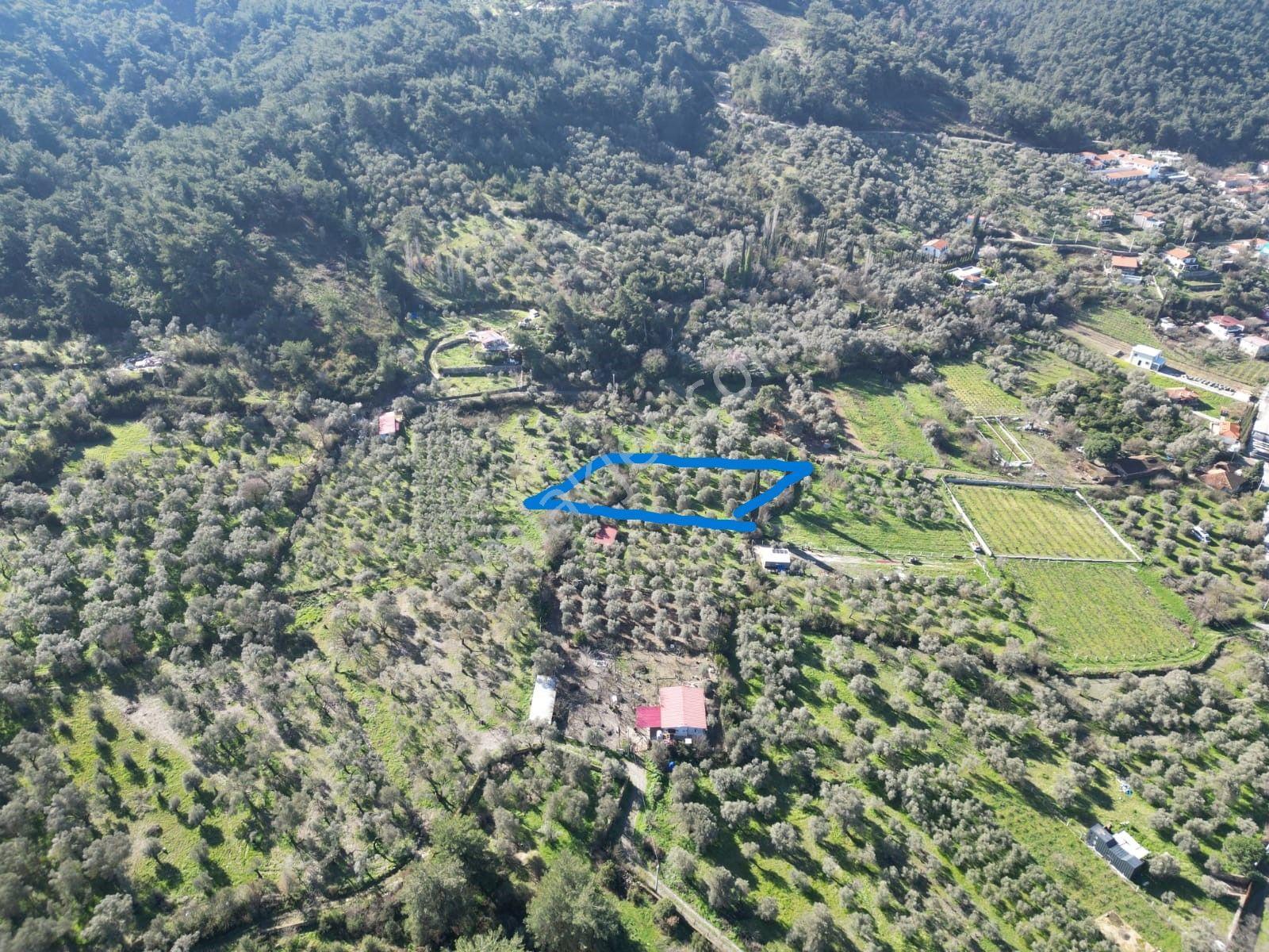 KUŞADASI KİRAZLIDA HARİKA BAHÇE - Daha fazla