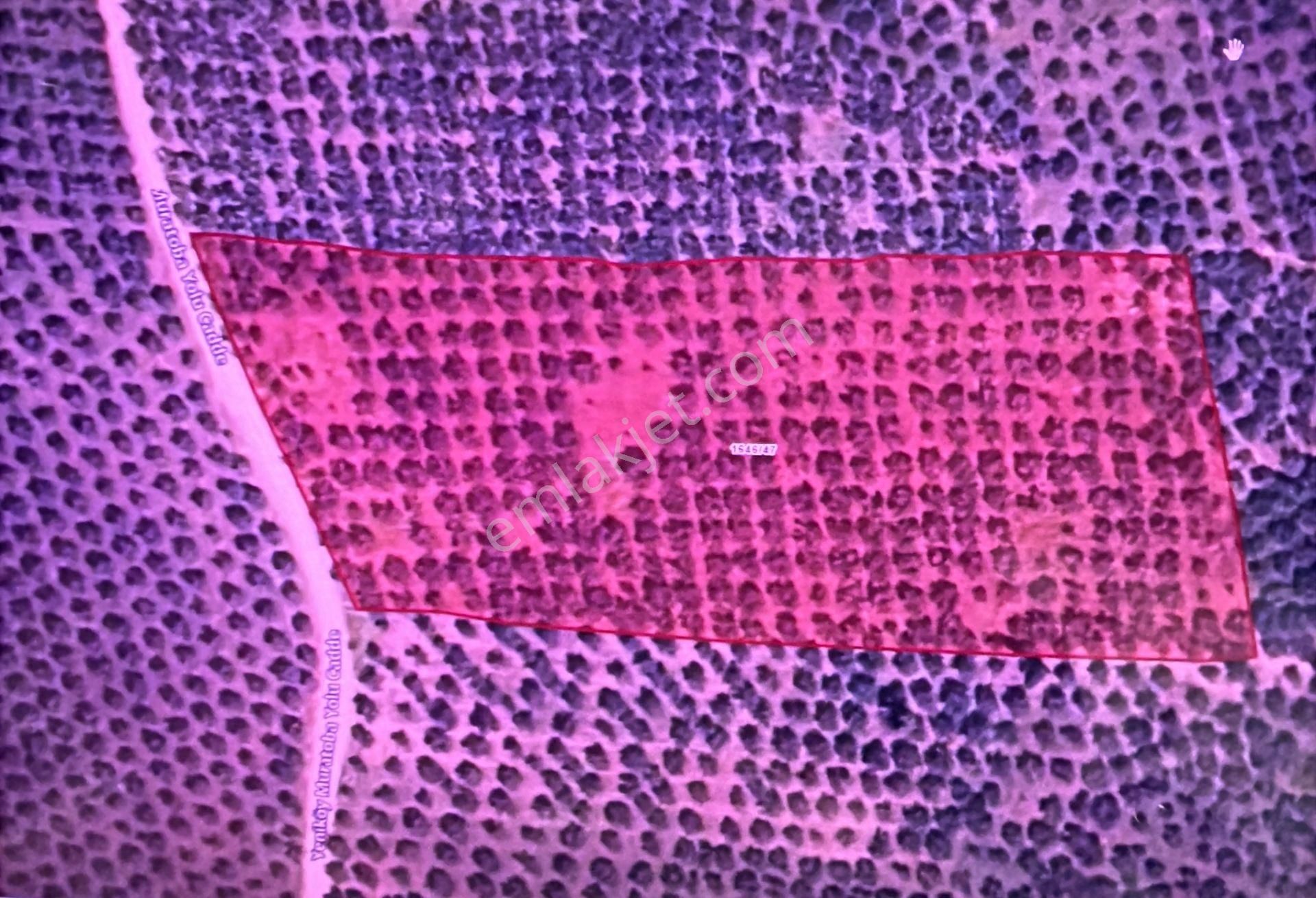 Gemlik Muratobada Satılık Zeytinlik Arsa