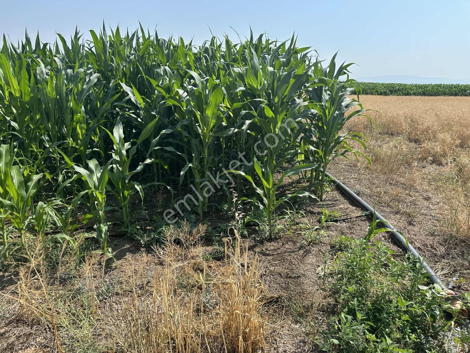 Afyonkarahisar Dazkırı Asfalta Sıfır Konumda3550 M2 - Görsel 20