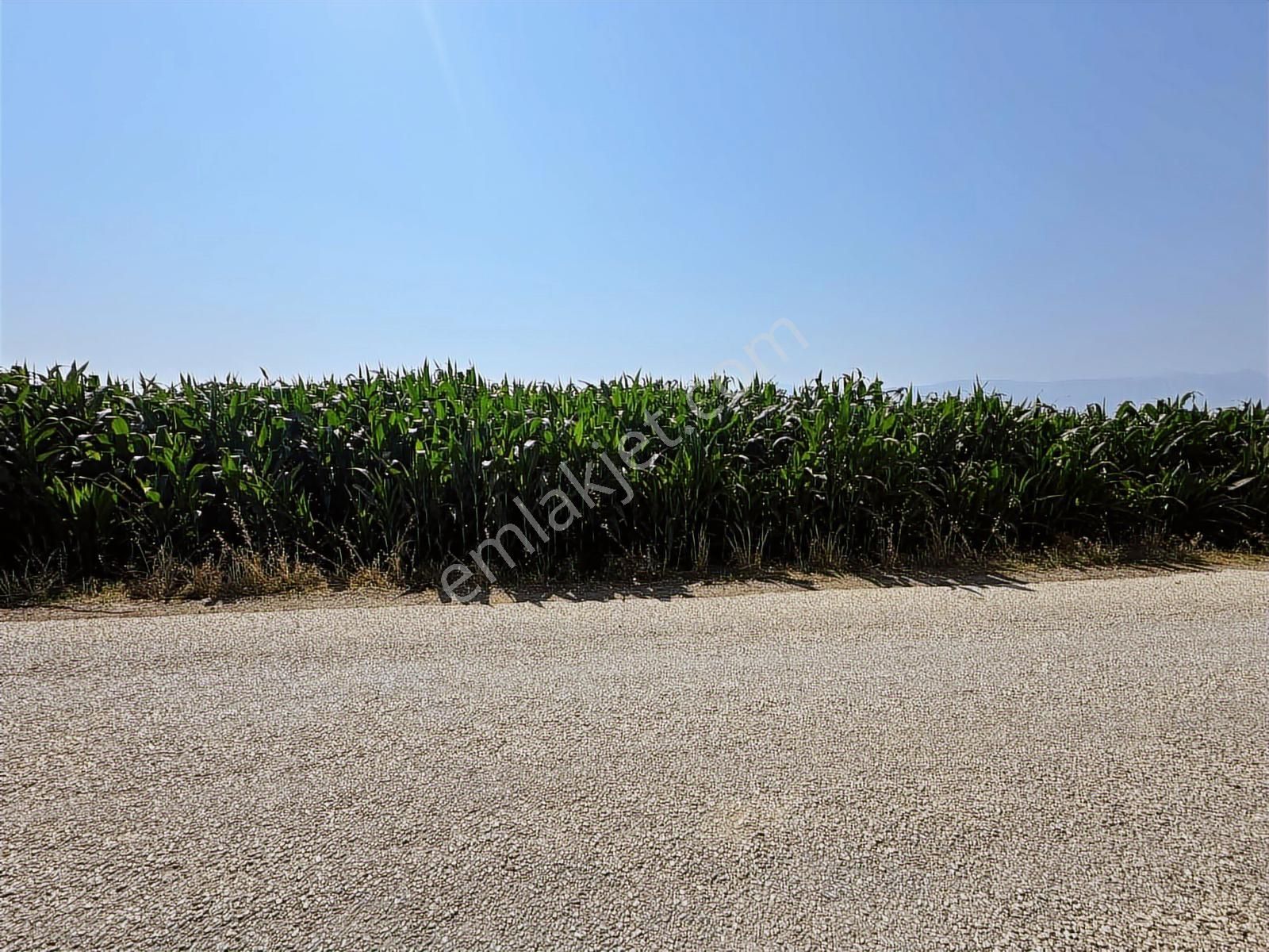 Afyonkarahisar Dazkırı Asfalta Sıfır Konumda3550 M2 - Görsel 4