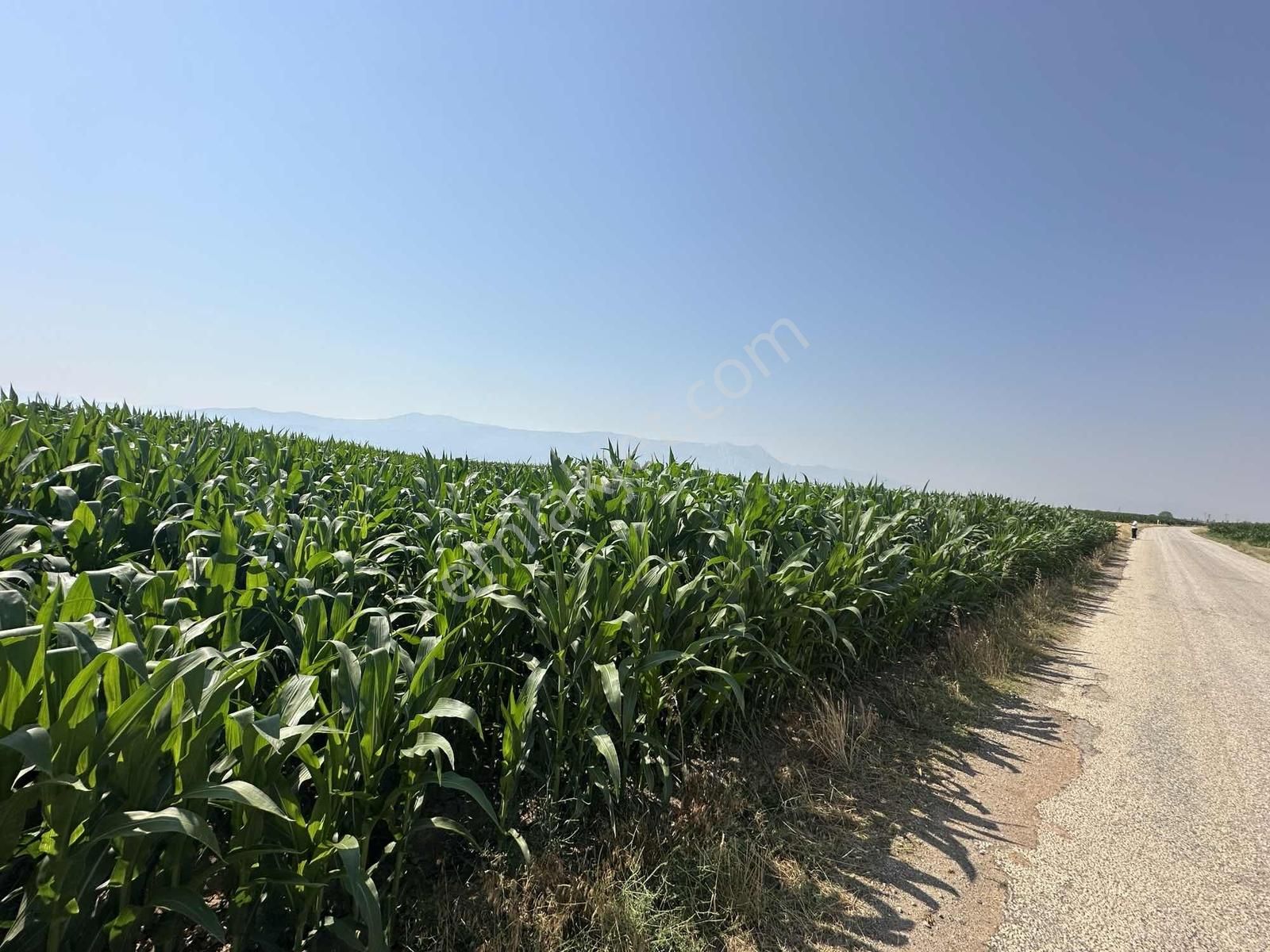 Afyonkarahisar Dazkırı Asfalta Sıfır Konumda3550 M2 - Görsel 6