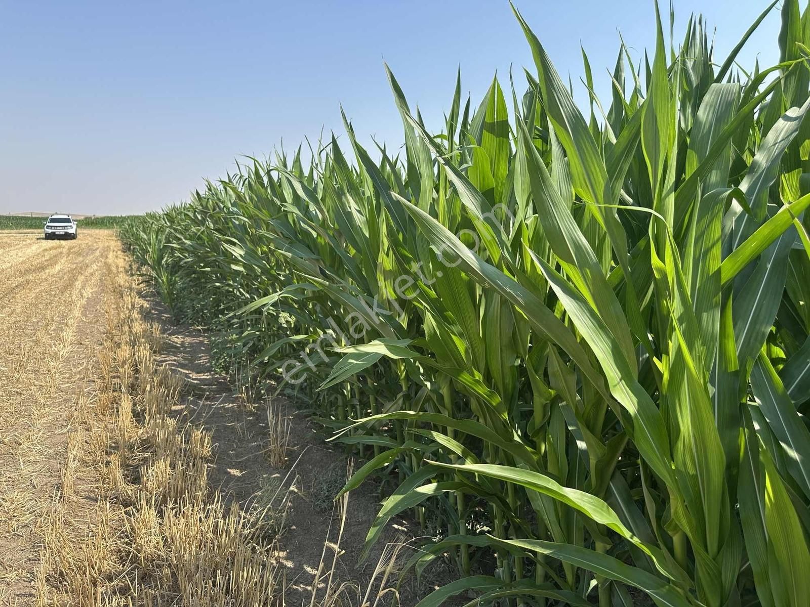 Afyonkarahisar Dazkırı Asfalta Sıfır Konumda3550 M2 - Görsel 23